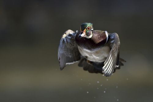 Wood duck